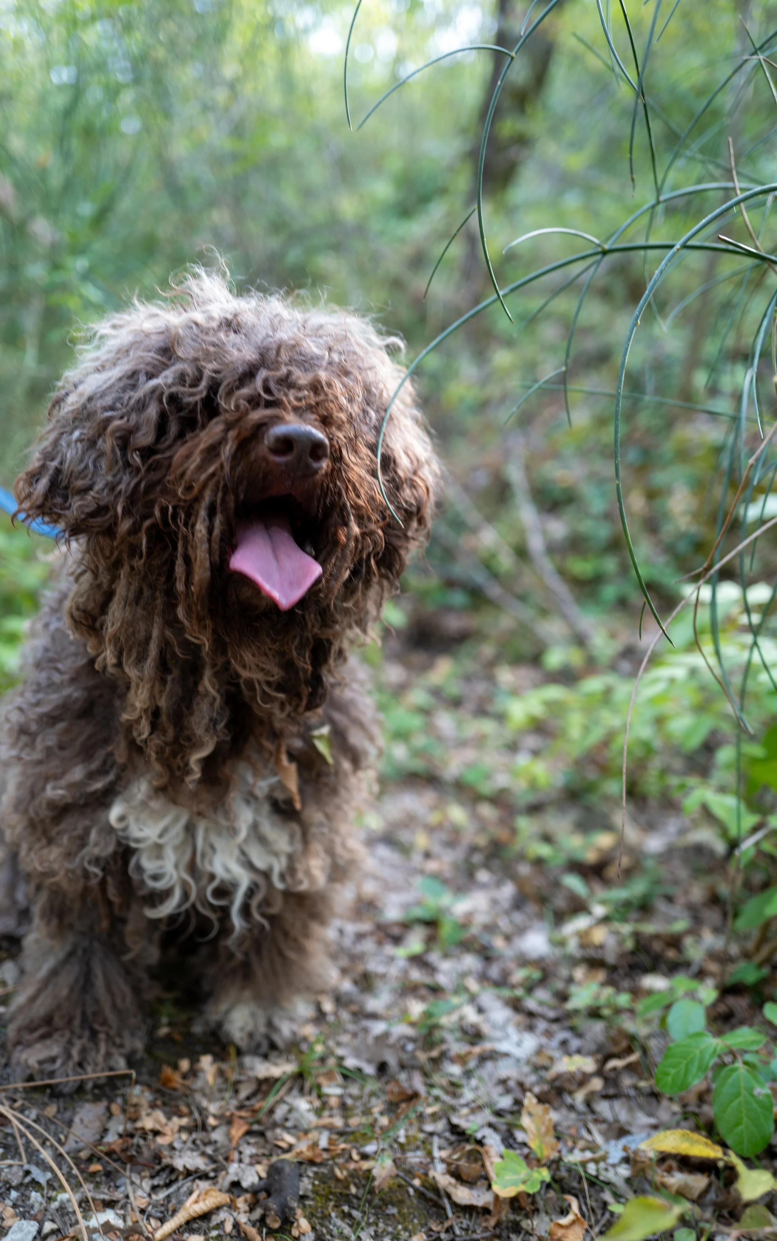 Giulio the Truffle Hunter and The Elusive White Truffle